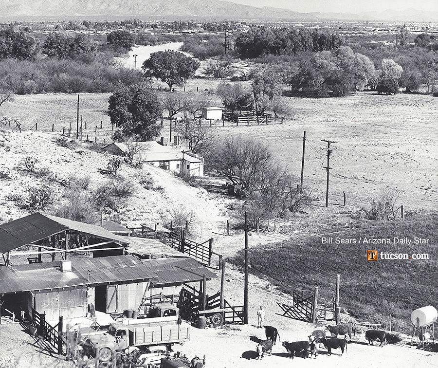 1964 Tucson home photos: Herefords are pride of ranch